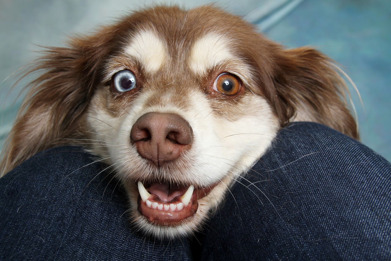 entdecken sie eine große auswahl an hundeaccessoires, die funktionalität und stil vereinen. von hochwertigem hundefutter bis zu bequemen halsbändern – alles für das wohlbefinden ihres hundes.