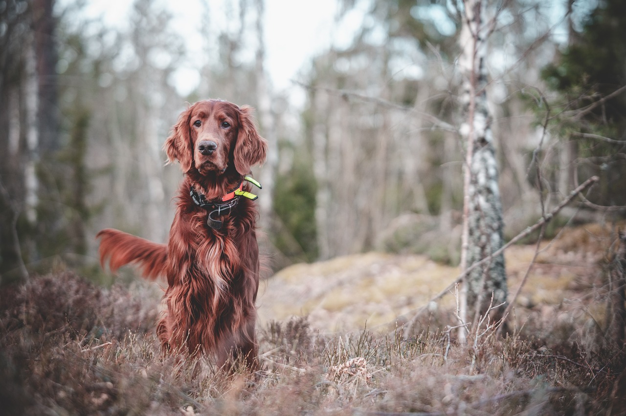 entdecken sie effektive hundetrainingstechniken, die ihrem vierbeinigen freund helfen, gehorsam zu werden und ein glückliches leben zu führen. lernen sie, wie sie verhaltensprobleme lösen und die bindung zu ihrem hund stärken können.