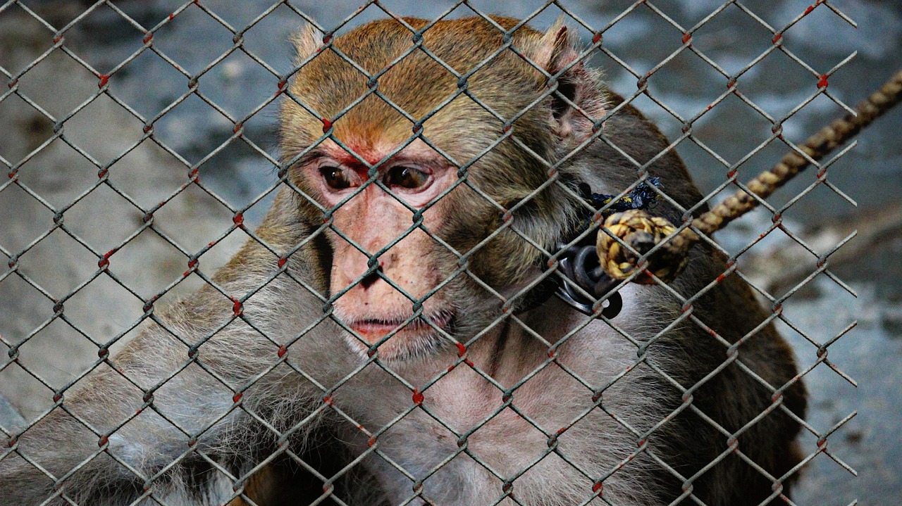 tierschutz ist von entscheidender bedeutung für das wohlbefinden der tiere. erfahren sie mehr über die wichtigsten maßnahmen zum schutz und zur förderung von tieren in unserer gesellschaft.