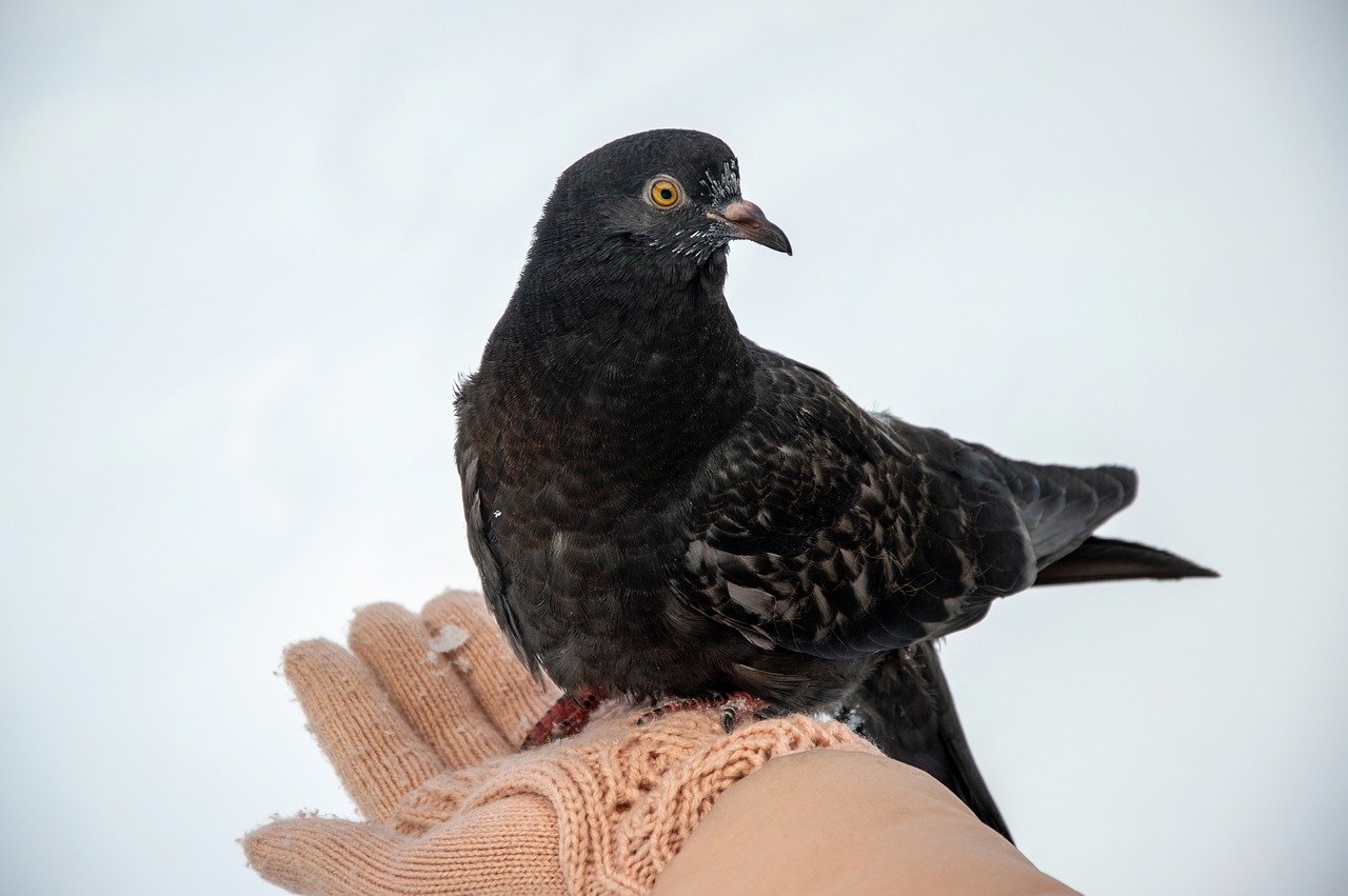 entdecken sie hochwertige haustierpflegeprodukte, die das wohlbefinden ihres geliebten tieres steigern. von futter über pflege bis hin zu spielzeug – alles für ein glückliches tierleben!