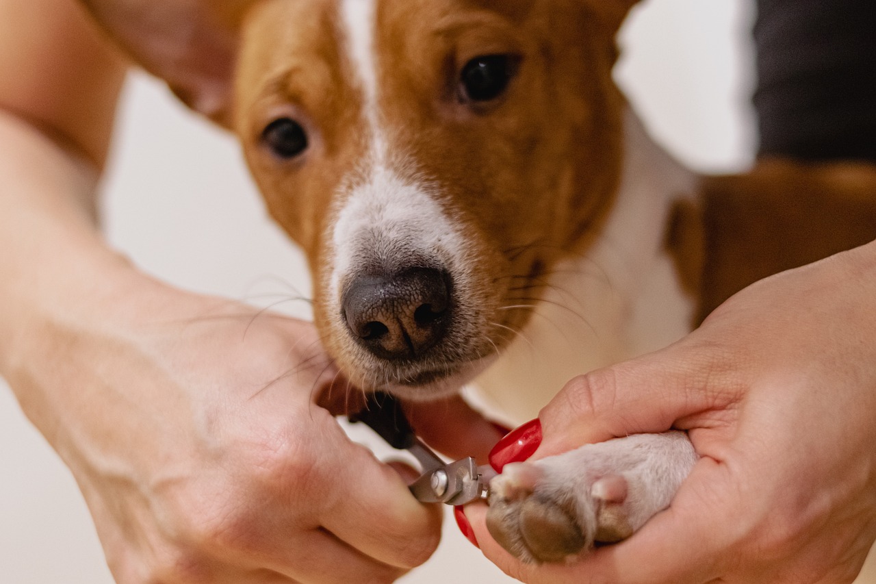 entdecken sie unsere hochwertigen haustierpflegeprodukte, die das wohlbefinden und die gesundheit ihres pelzigen freundes fördern. von ernährung über pflege bis hin zu spielzeug – alles, was ihr haustier braucht, finden sie hier.