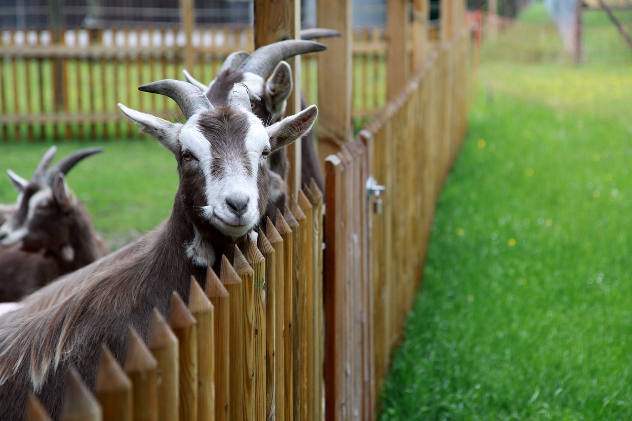entdecken sie die bedeutung des tierschutzes und erfahren sie, wie wir das wohlbefinden der tiere fördern können. information über gesetzliche regelungen, organisationen und persönliche verantwortlichkeiten.