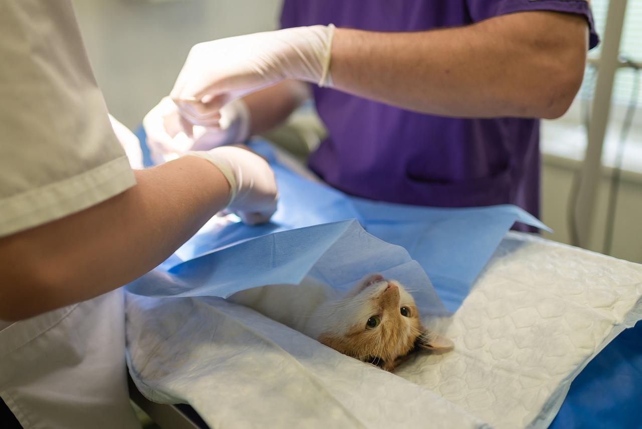 entdecken sie die besten veterinärmedizinischen dienstleistungen für ihre haustiere. unsere erfahrenen tierärzte bieten umfassende gesundheitsversorgung, prävention und notfallhilfe, um das wohlbefinden ihrer tierischen freunde sicherzustellen.