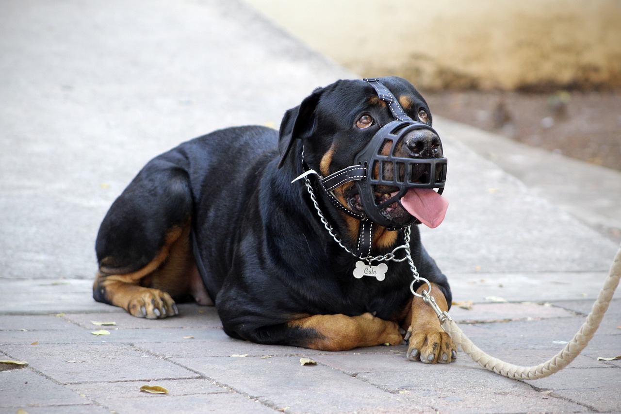 professionelles hundetraining: erziehen sie ihren hund mit effektiven methoden. lernen sie, wie sie verhaltensprobleme beheben und die bindung zu ihrem hund stärken können.