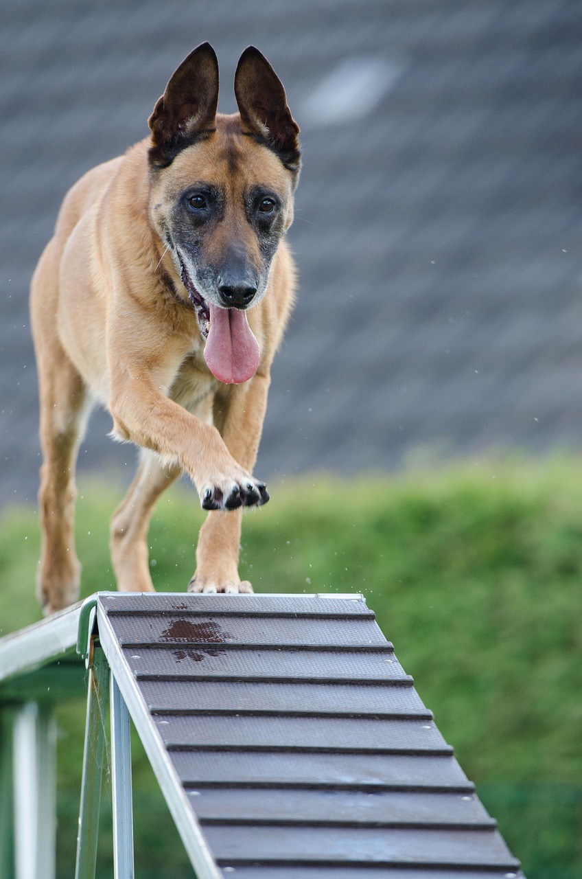 entdecken sie effektive hundetrainingsmethoden für ein harmonisches zusammenleben mit ihrem vierbeiner. tipps, techniken und ratschläge für soziales verhalten und erziehung.