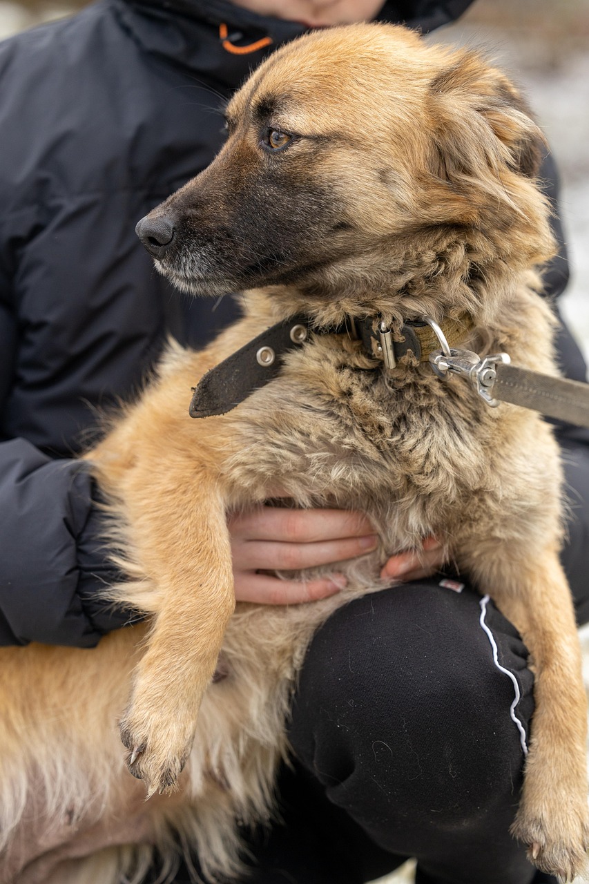 entdecken sie die freude der tieradoption! finden sie liebevolle begleiter in unserem tierheim, die auf ein neues zuhause warten. adoptiere ein haustier und schenke ihm eine zweite chance auf glück.