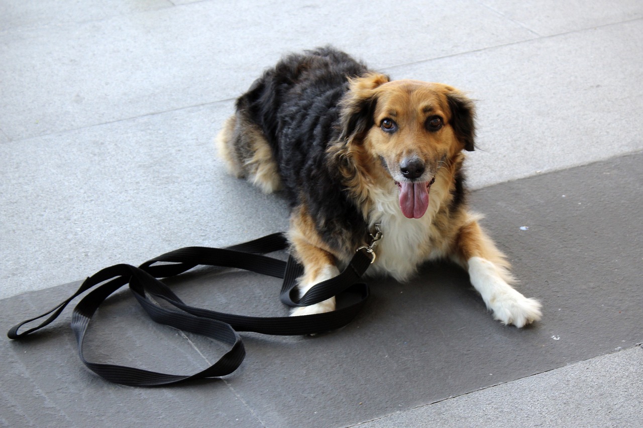 entdecken sie effektive methoden für das hundetraining. verbessern sie das verhalten ihres hundes mit unseren tipps und techniken für ein harmonisches zusammenleben.