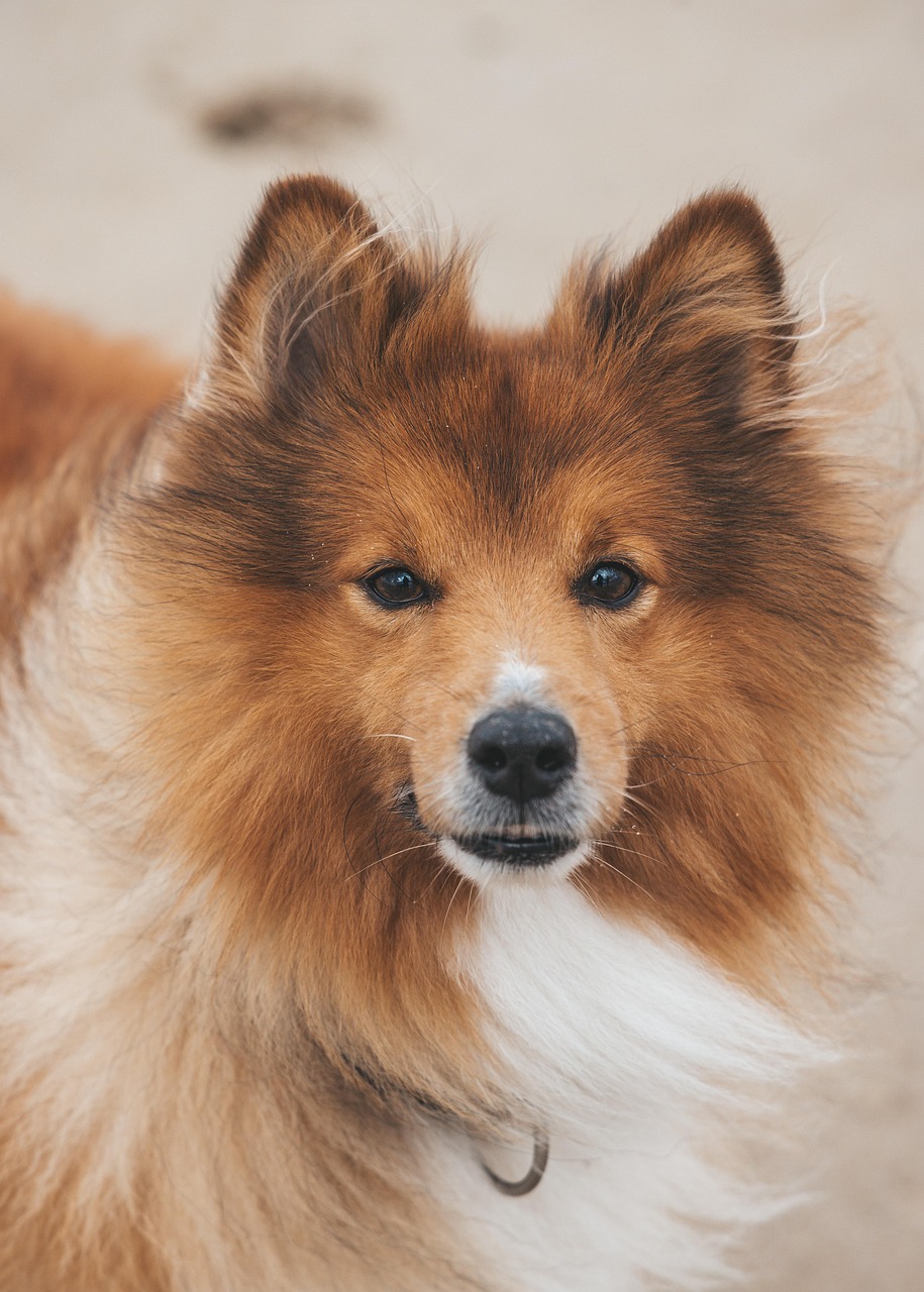 entdecken sie hochwertige hundezubehör, das komfort und stil für ihren pelzigen freund bietet. von modischen halsbändern bis hin zu praktischen spielzeugen – alles, was sie brauchen, um ihr haustier glücklich zu machen.