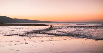 Hundeerziehung: Praktische Tipps für ein harmonisches Zusammenleben