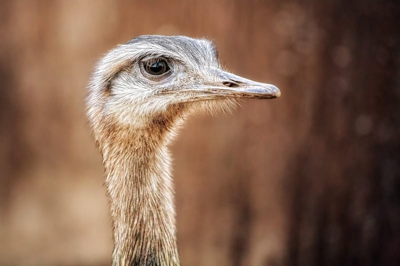 plus de rhea